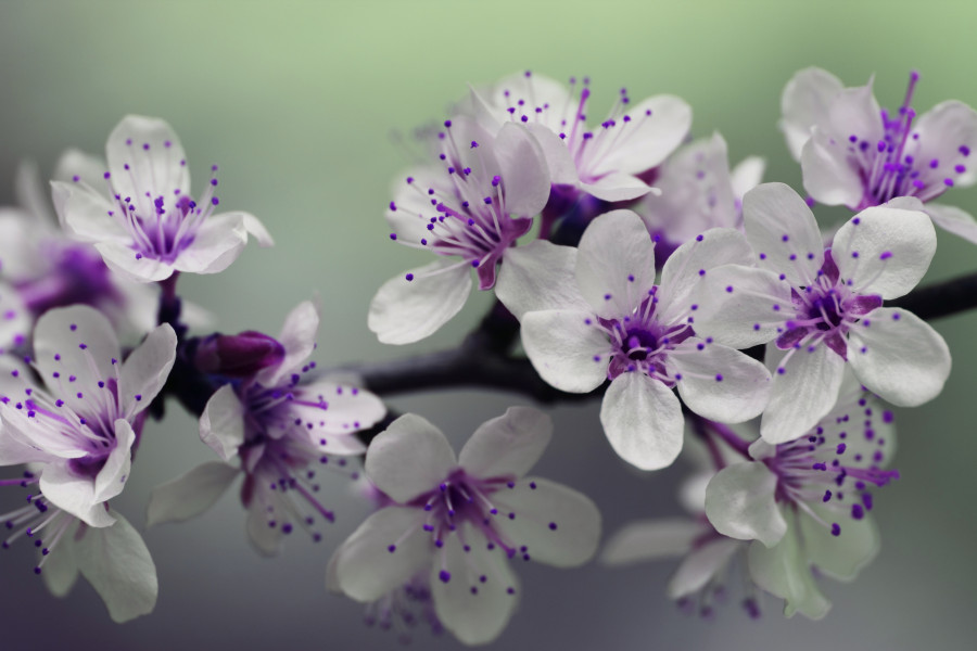 White & Purple Blossom Flowers