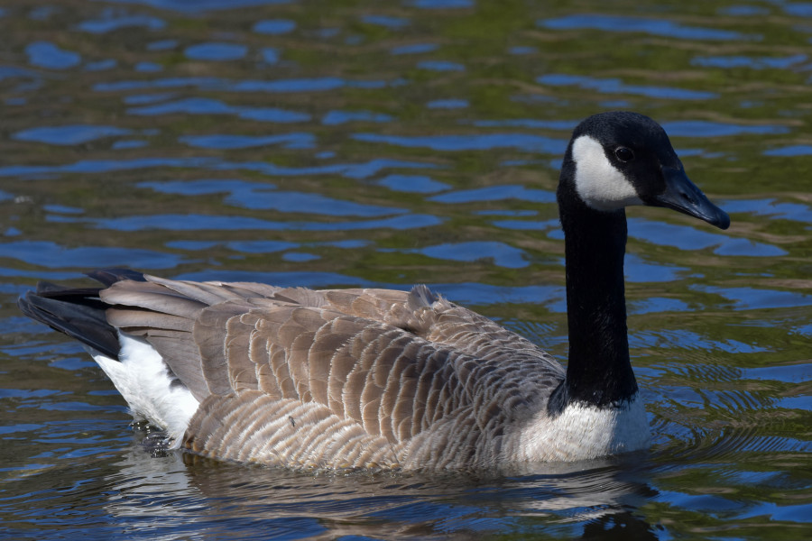 Canada Goose swimming in a marsh