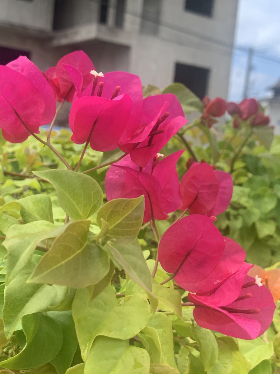 Skitterphoto A Place To Find Show And Share Public Domain Images 