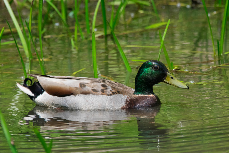 Male mallad duck swimming in a marsh.