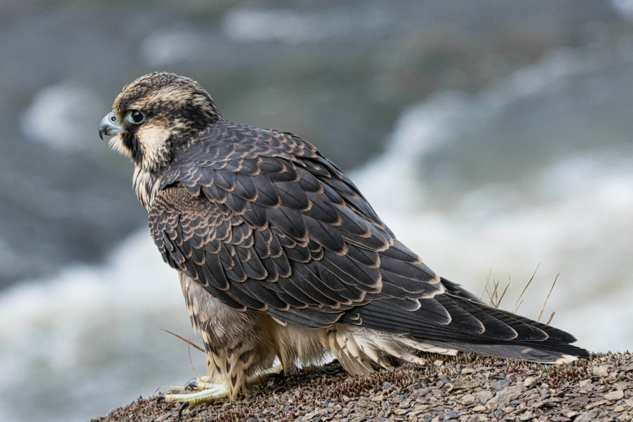 \'Immature female Peregrine falcon perched on a cliff.\' on skitterphoto