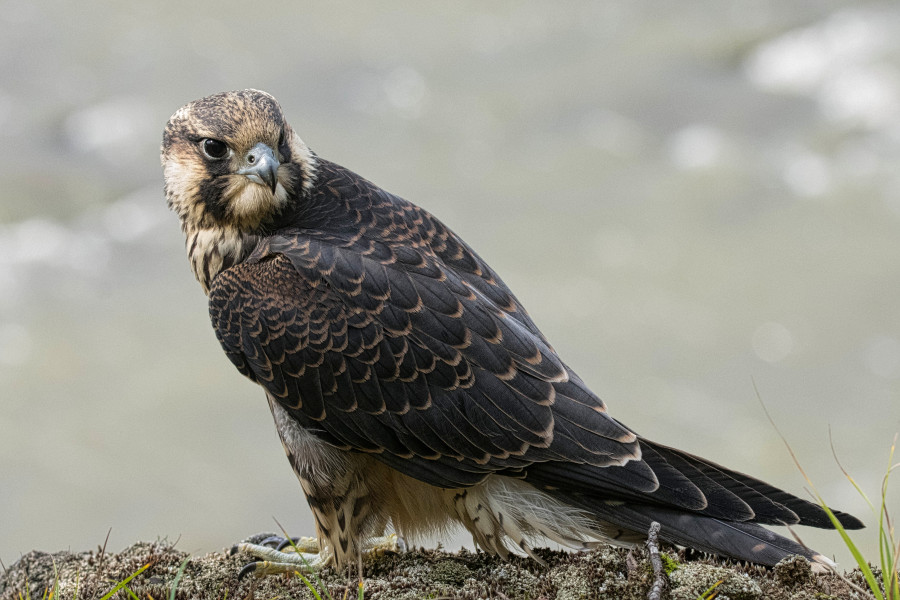 \'Closeup of a Peregrine Falcon\' on skitterphoto