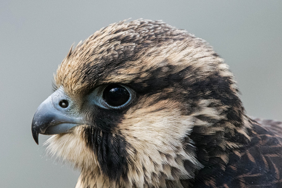 \'Portrait of a Peregrine falcon\' on skitterphoto
