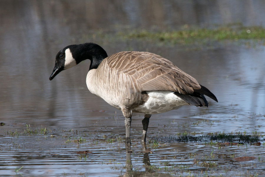 \'Canada goose standing in water\' on skitterphoto