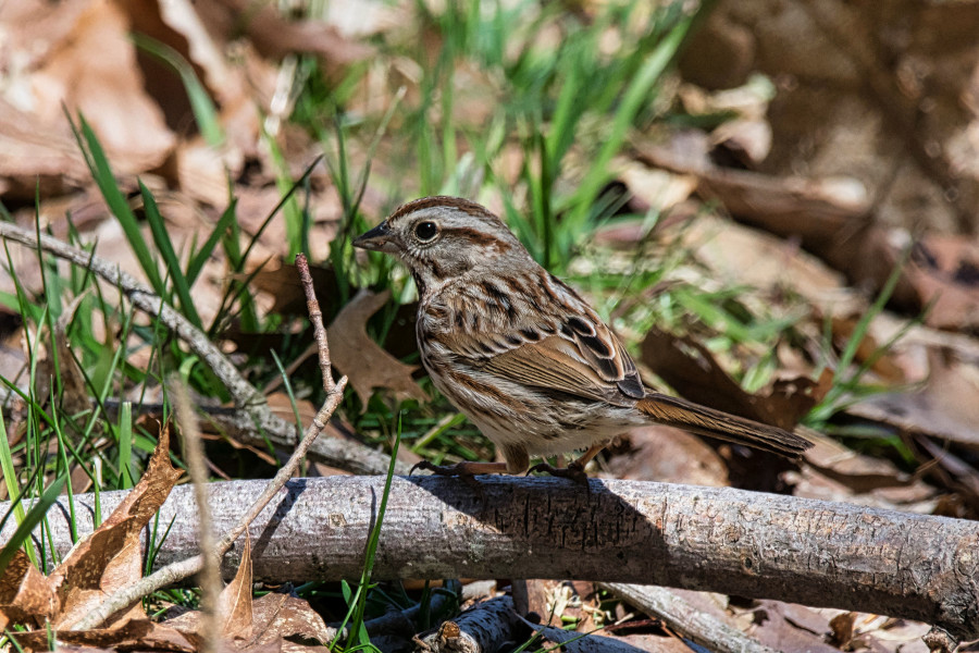 \'A song sparrow blending into its natural environment.\' on skitterphoto