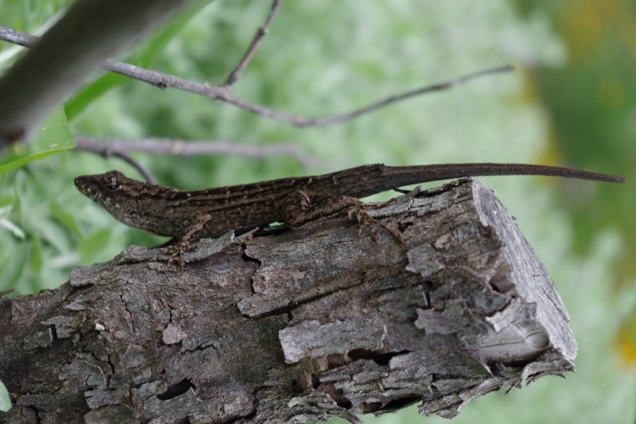 Lizard On Tree