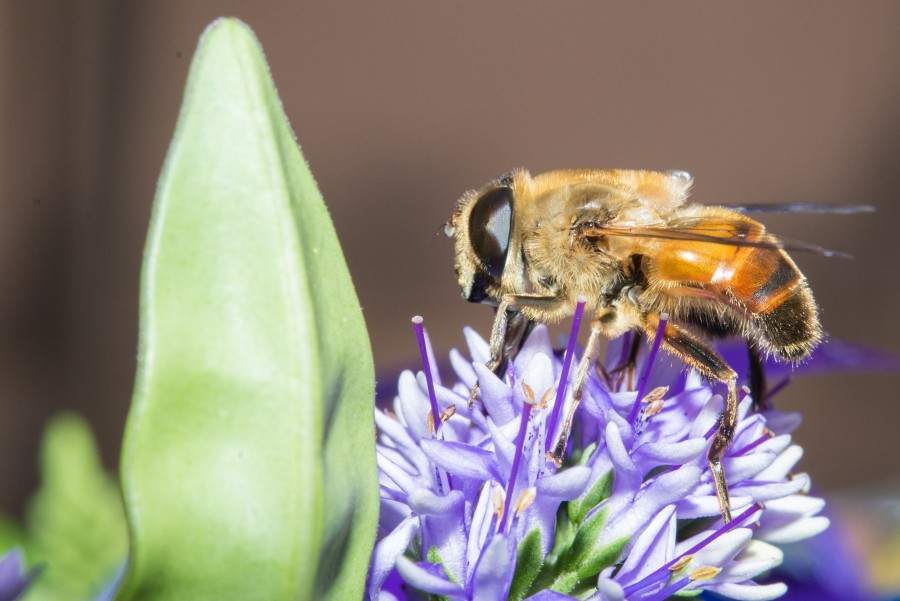 Macro bee