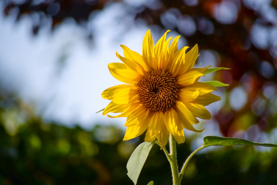Sunflower blooming