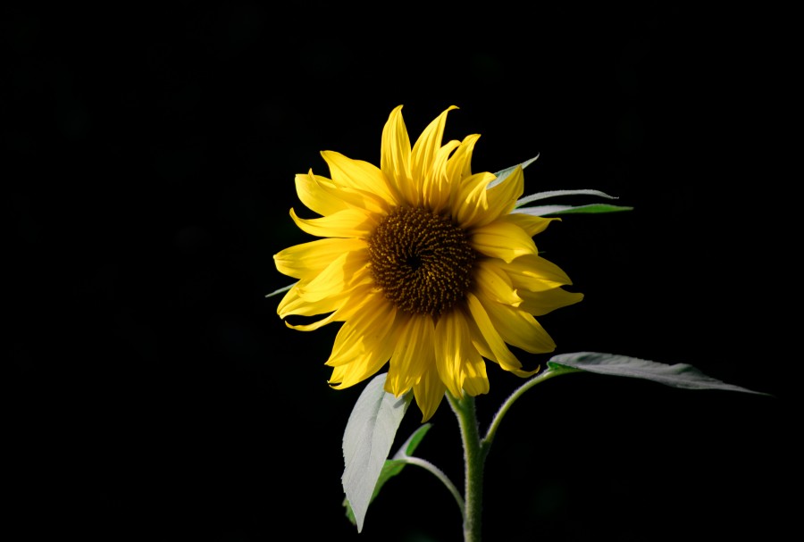 Solo sunflower