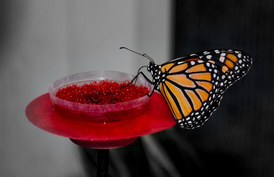 Butterfly enjoying a meal