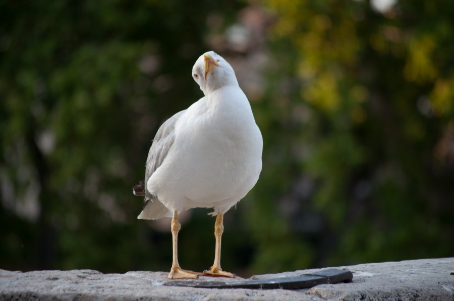 Curious gull