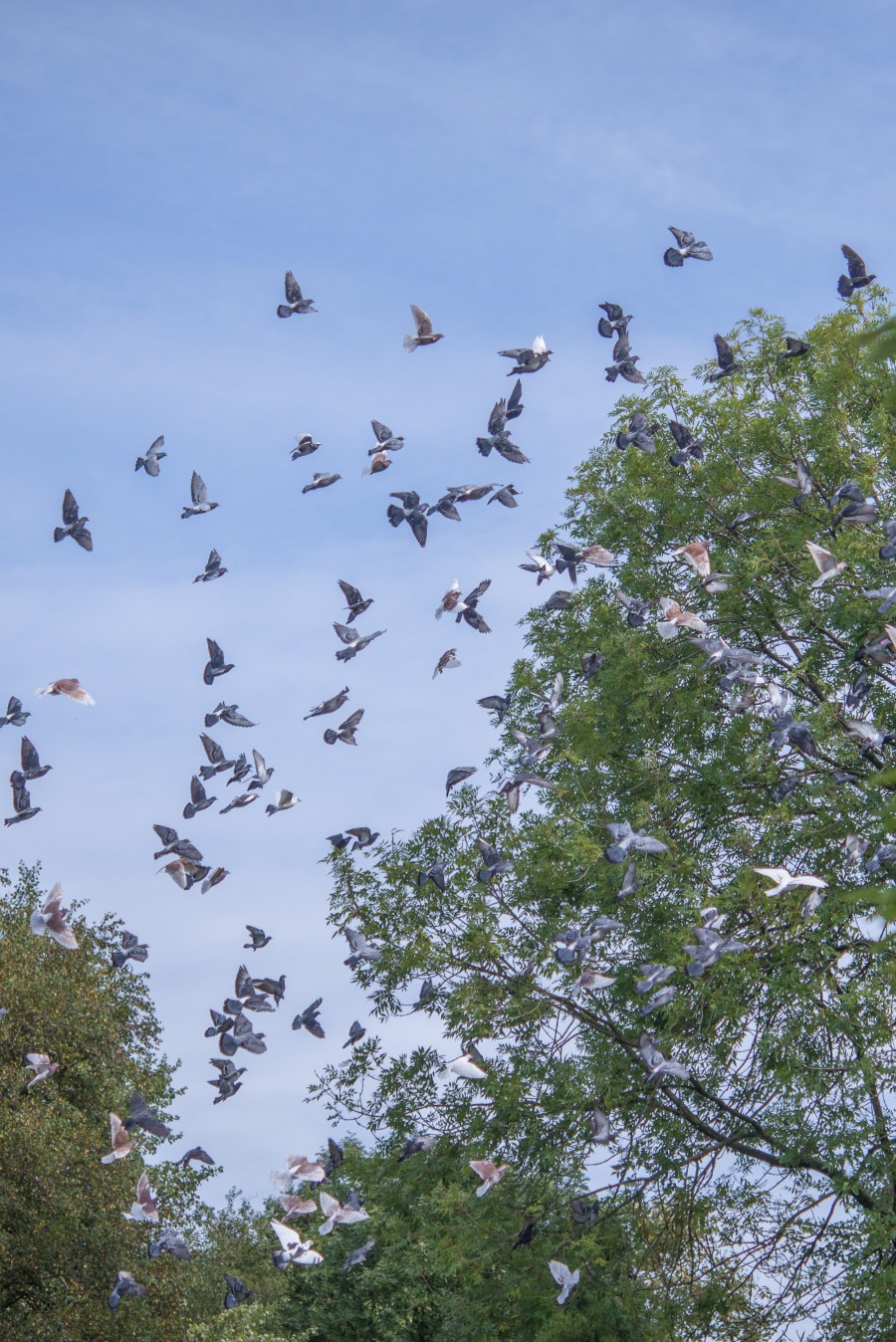 Pigeons in flight