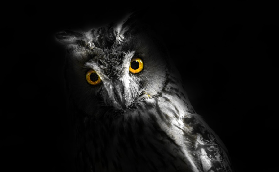 Owl in the dark