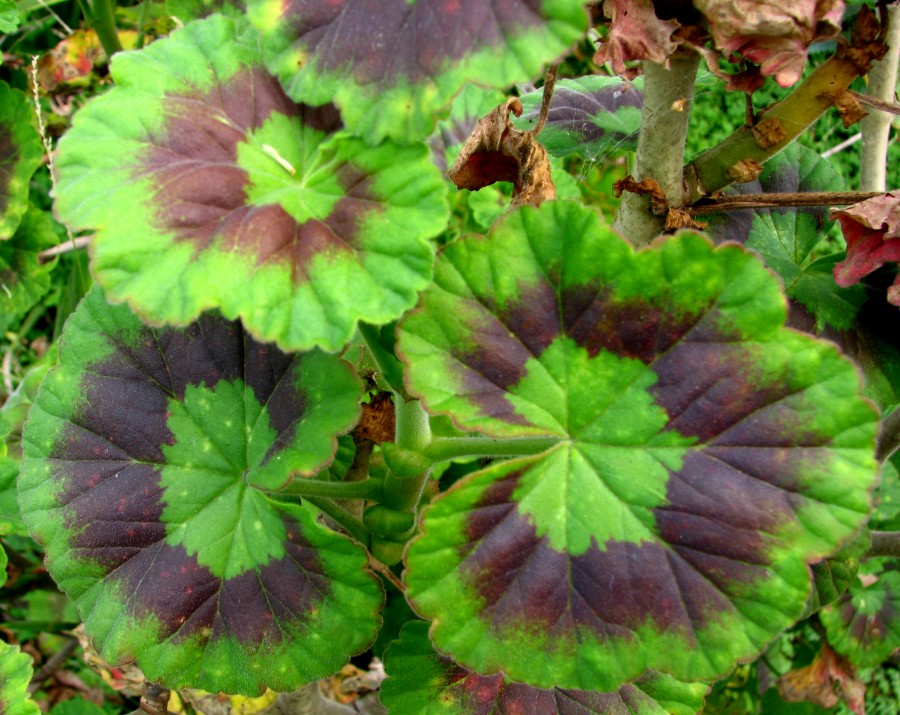 geranium leaves