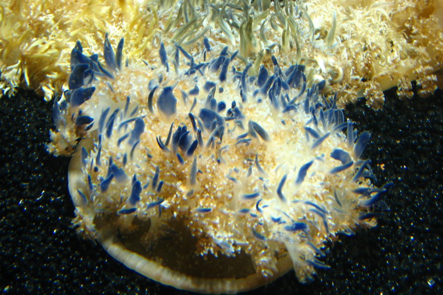 plantlike sea animal