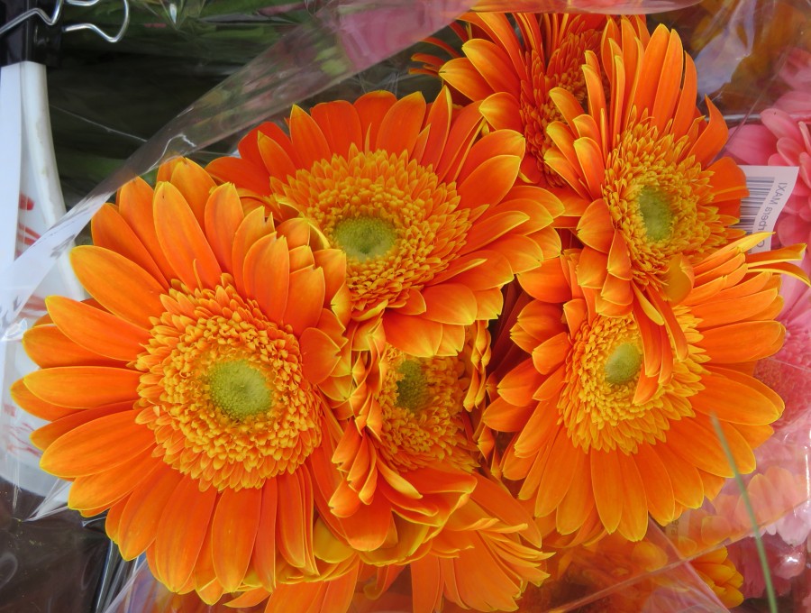orange daisylike flowers