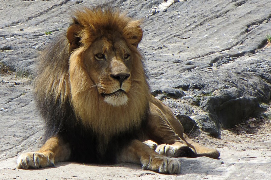 seated male lion