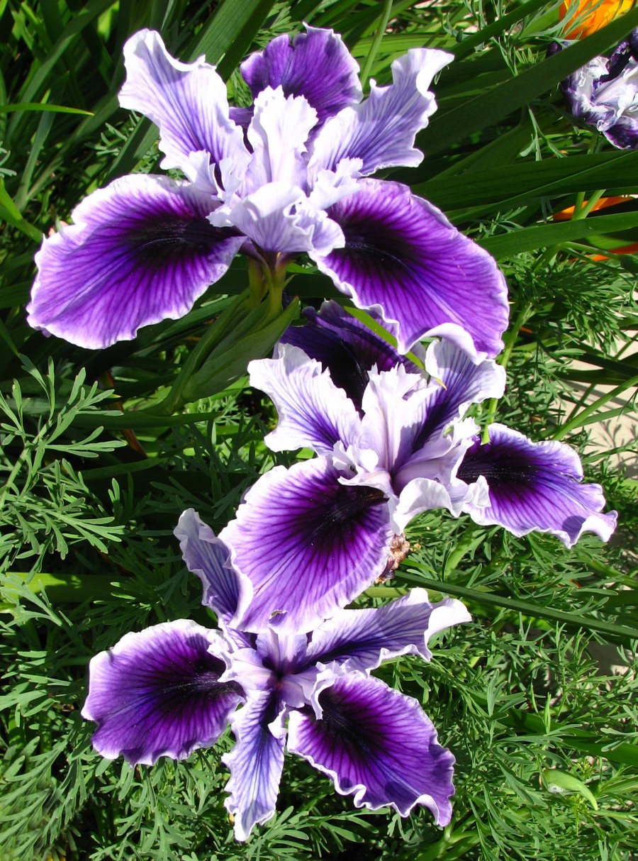 purple and white dwarf iris