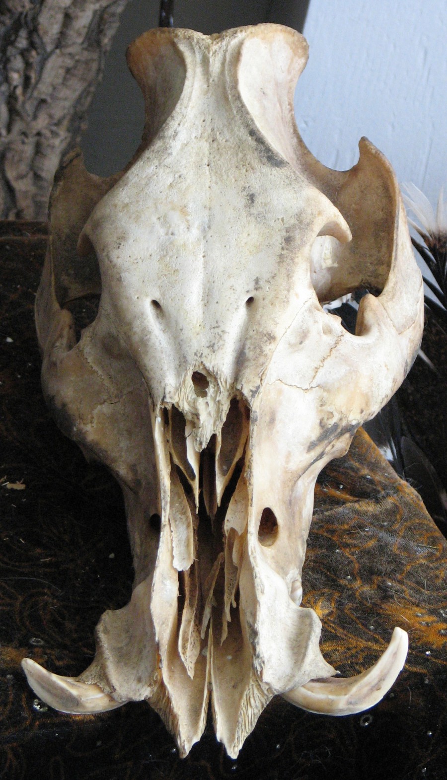 boar skull