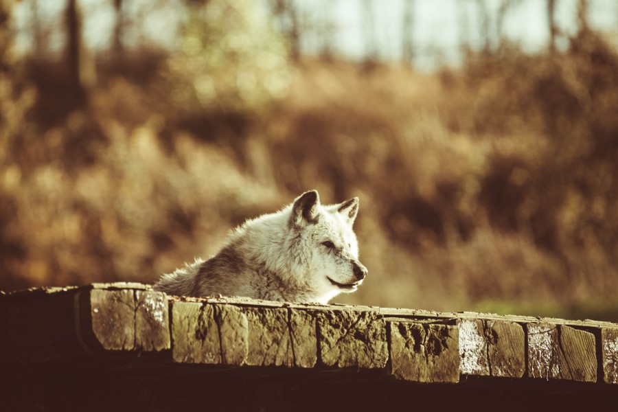 Canadian Timber Wolf