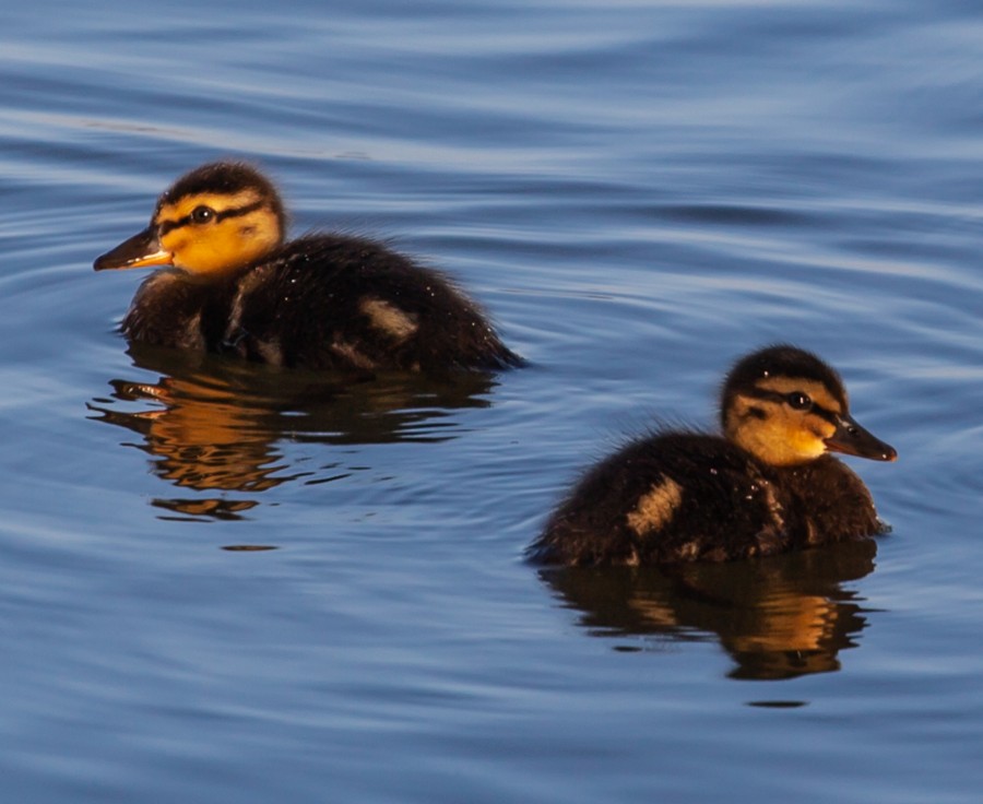 opposite facing baby ducks on lake