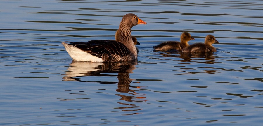 ducks found in the pond. wild mallard duck. drakes and females. male  male.