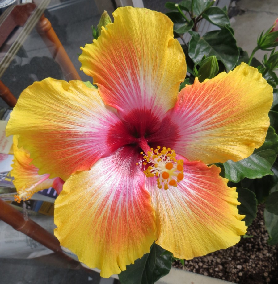 pink-and-yellow hibiscus