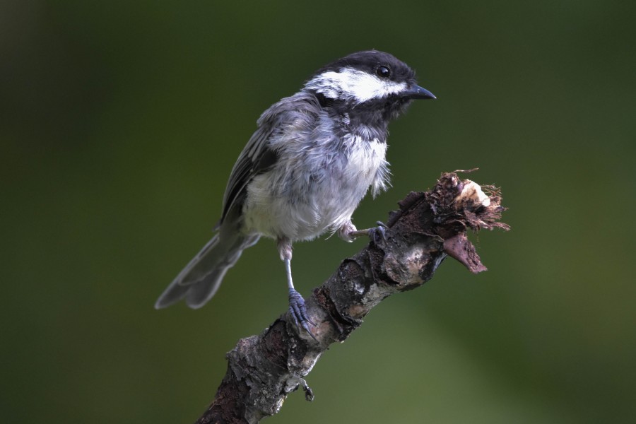 Black-Capped Chickadee in semi-profile, perched on a branch, looking directly at the camera.