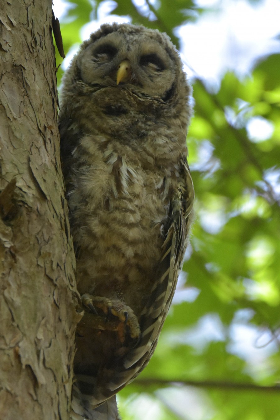 Juvenile Barred Owl taking a nap.