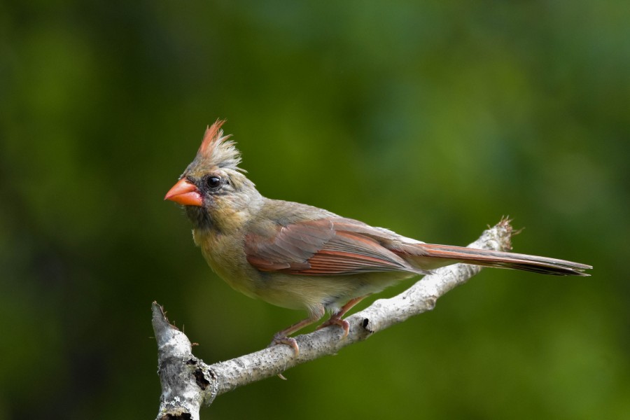 Female Northern Cardinal, in full-profile perched on a twig' on skitterphoto