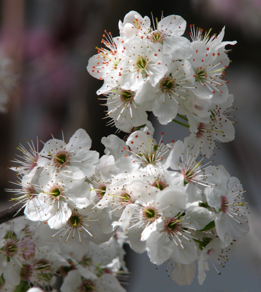 white fruit tree blossom closeup