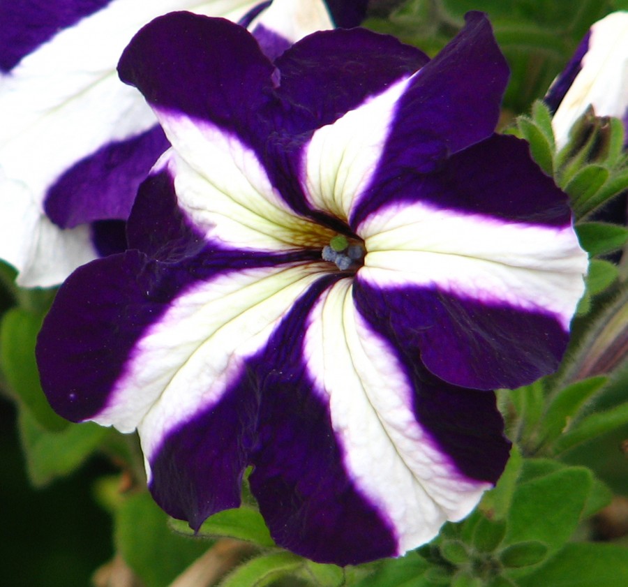 purple pinwheel petunia