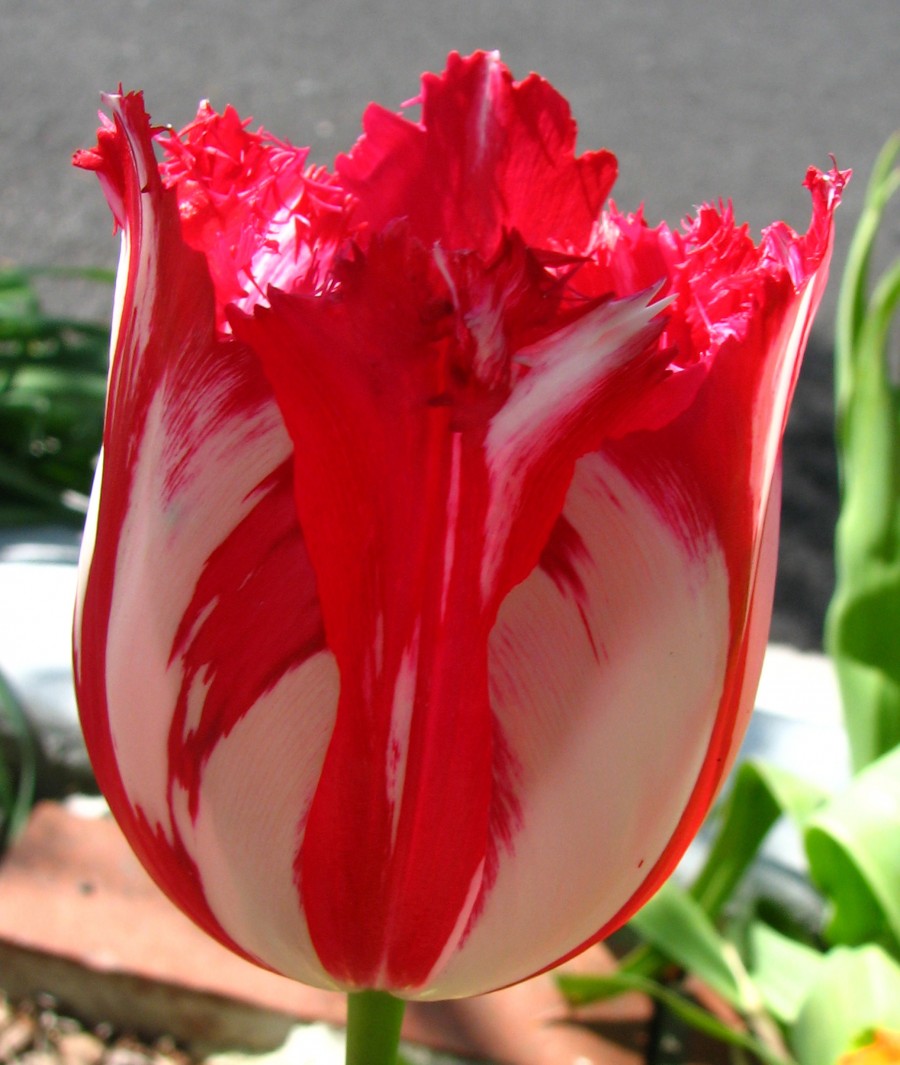 red and white fringed tulip