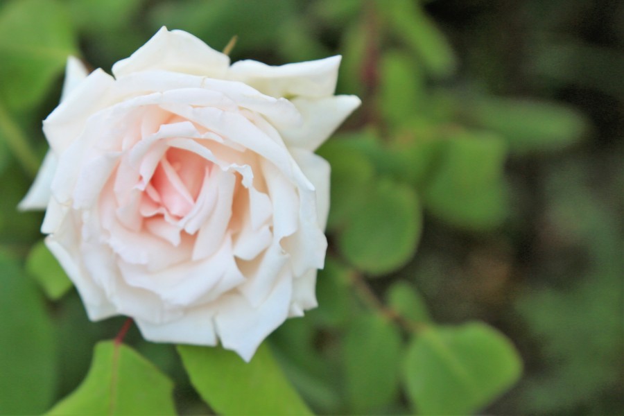 rose 15