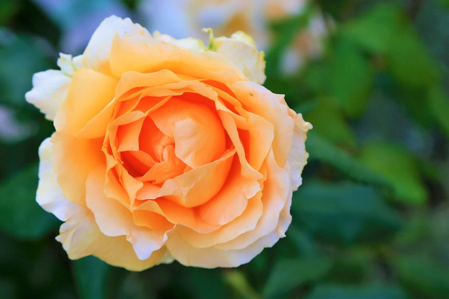 'beautiful rose' on skitterphoto