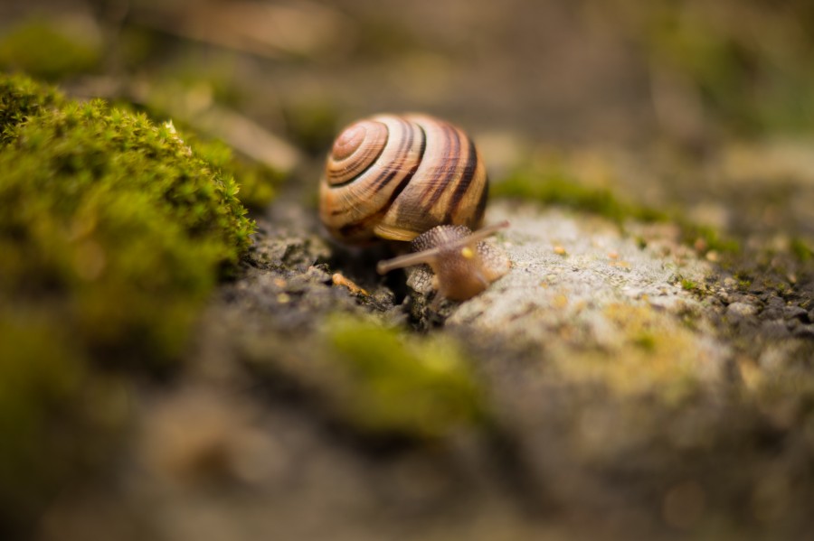 Snail with house