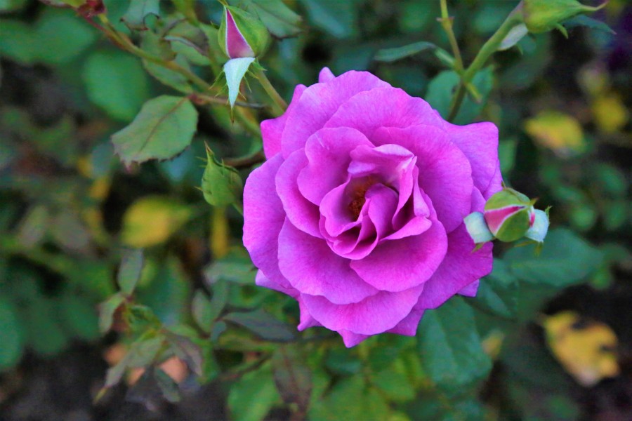 'rose' on skitterphoto