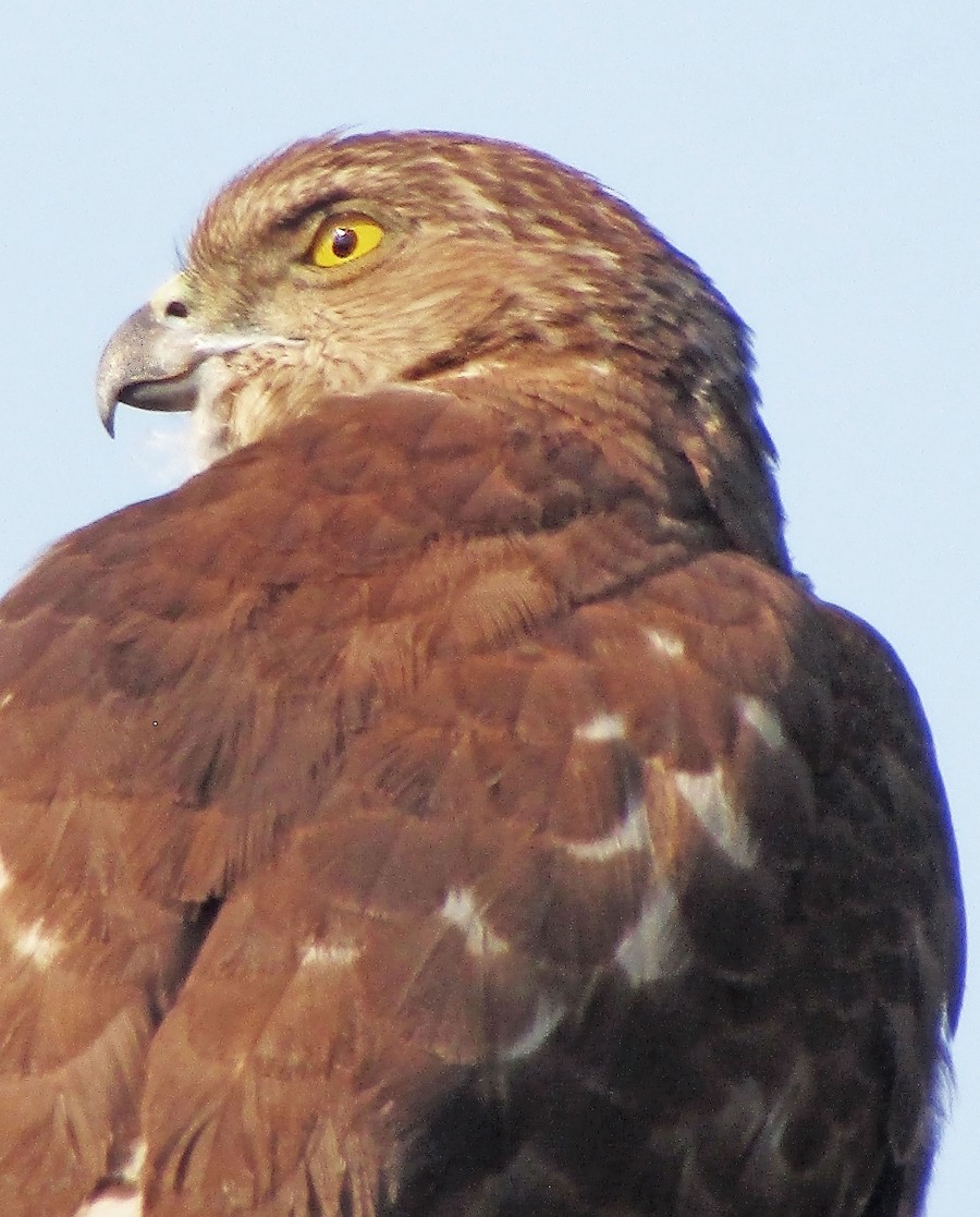 Bonnels Eagle