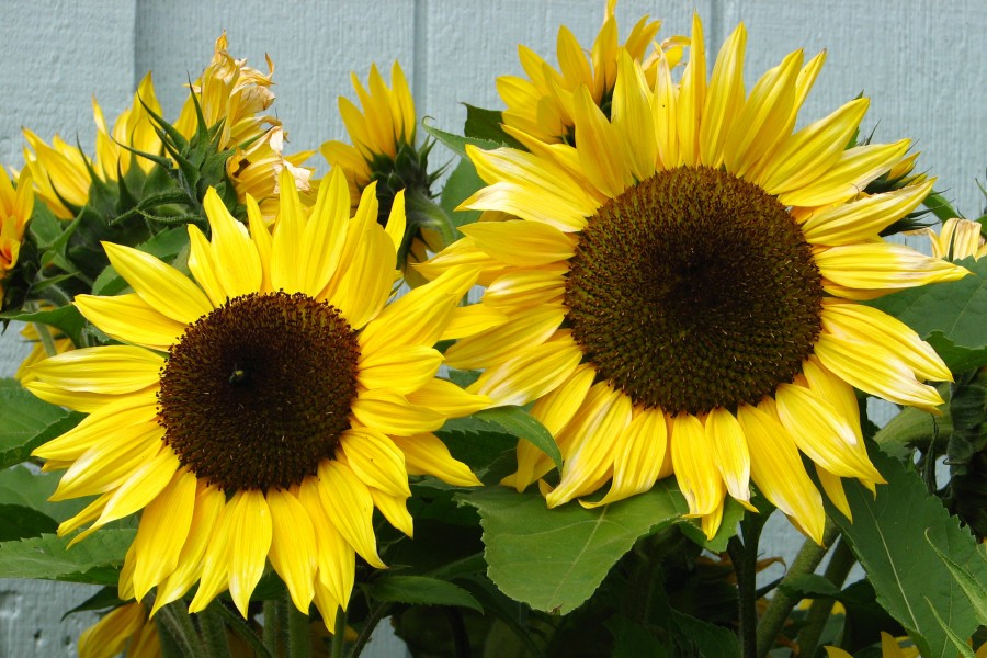 \'sunflowers\' on skitterphoto