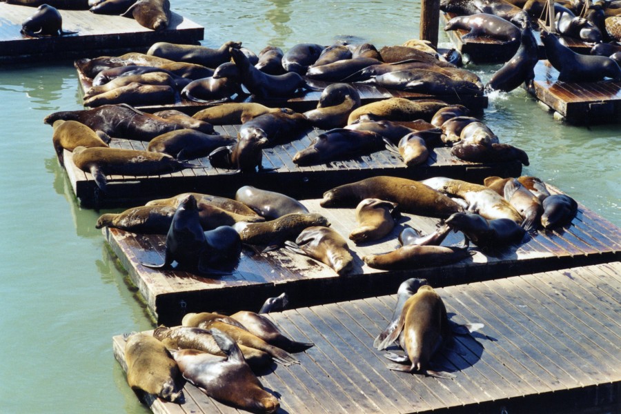 sea lions at Pier 39, San Francisco, California